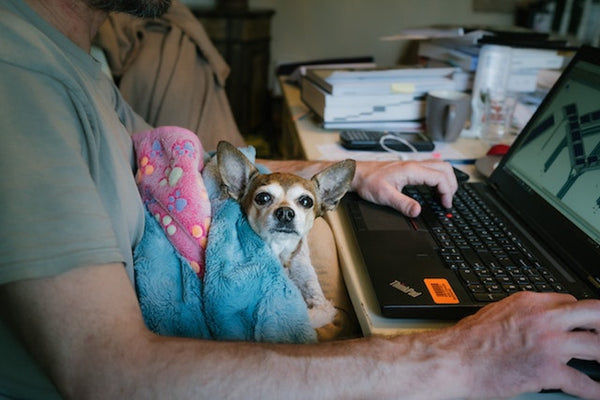 Work from home with your pets