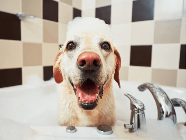 Quarantine Dog Grooming Tips and Essentials