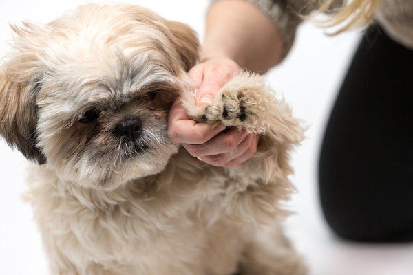An Owner’s Guide to Pet's Health and Wellness at Home