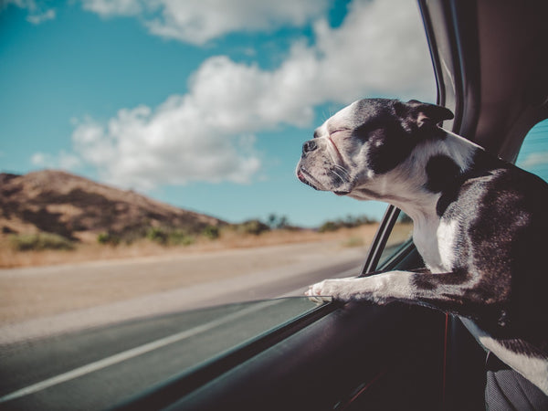 Tips travelling with your pets by car