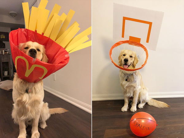 Turn Dog Post Surgery 'Cone of Shame' into Adorable Customs