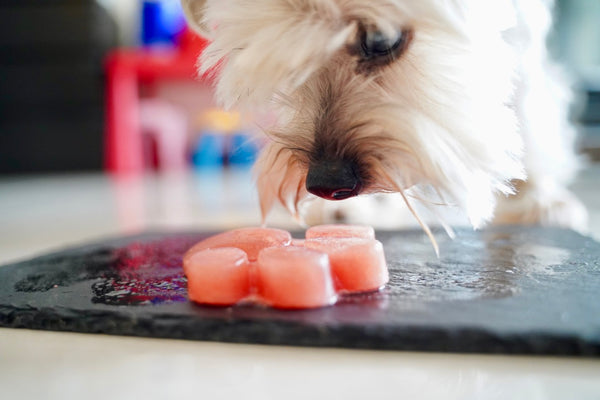 Frozen Watermelon Treats for Dogs (~15 mins preparation)