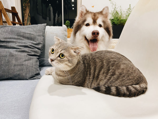 5 Tips for Multi-Pets Owners: Can Dog and Cat Get Along?