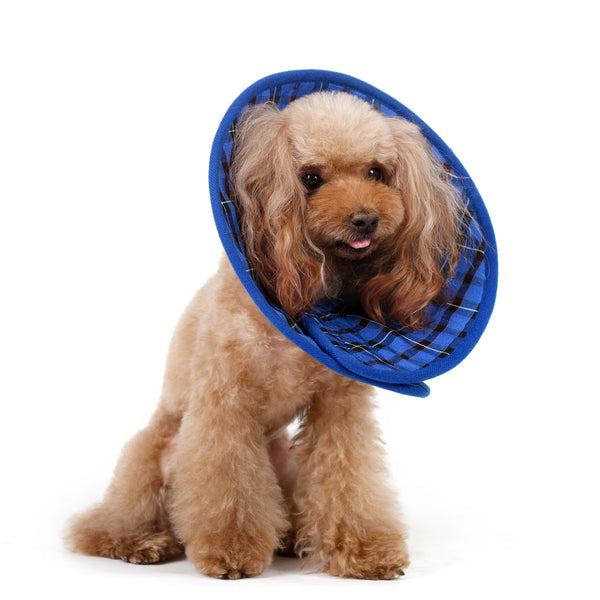 Candace Soft Recovery Collar Blue