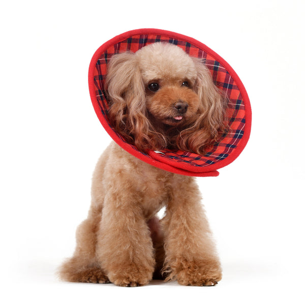 Candace Soft Recovery Collar Red