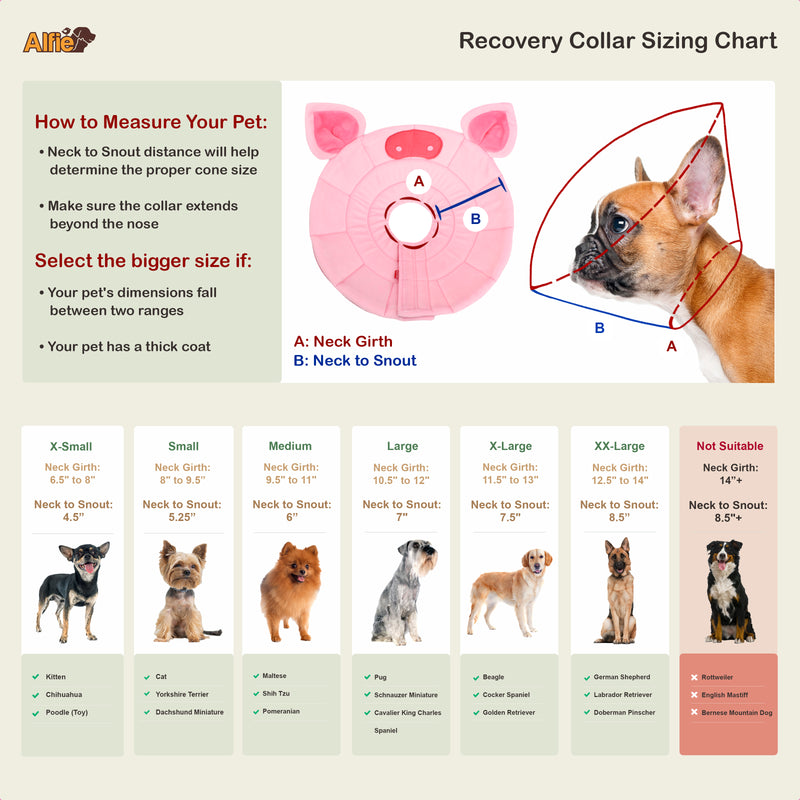 Noah Pig Recovery Collar