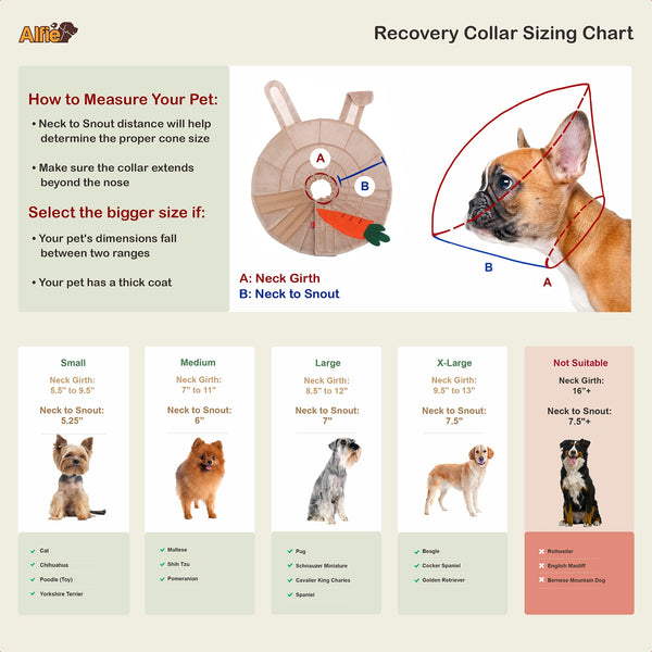 Noah Rabbit Recovery Collar