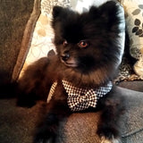 Shayne Step-in Harness and Leash Set