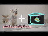 Andrew Belly Band Blue