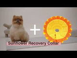 Noel Sunflower Recovery Collar