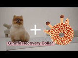 Noah Giraffe Recovery Collar