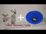 Cobalt Recovery Collar