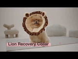 Noah Lion Recovery Collar