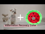 Marcos Watermelon Recovery Collar