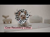 Noah Cow Recovery Collar